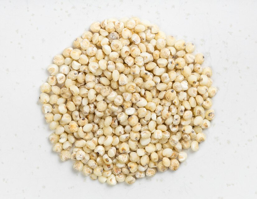 SORGHUM